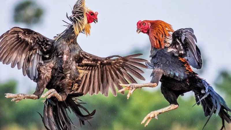 Đá gà là gì? Tìm hiểu nguồn gốc, luật chơi và hình thức phổ biến