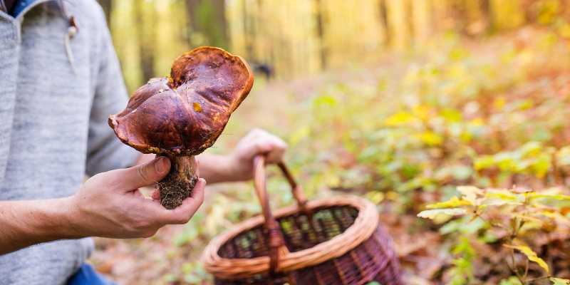 Mơ thấy hái nấm đánh số gì để may mắn tìm đến?