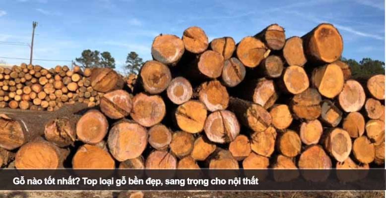 Gỗ nào tốt nhất? Top loại gỗ bền đẹp, sang trọng cho nội thất